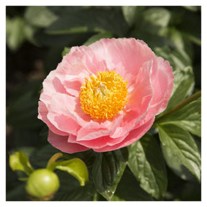 Salmon Dream-Peony-Caledon Hills Peony Farm